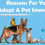 6 Reasons For You To Adopt A Pet Immediately!