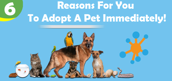 Read more about the article 6 Reasons For You To Adopt A Pet Immediately!