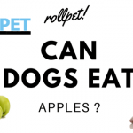 Can Dogs Eat Apples? Human Food for Dogs