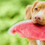 Can Dogs Eat Watermelon? Human Food for Dogs