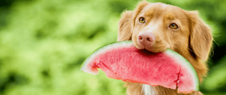 You are currently viewing Can Dogs Eat Watermelon? Human Food for Dogs