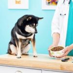 Top 10 Best Diabetic Dog Food Brands. (Non prescriptive)