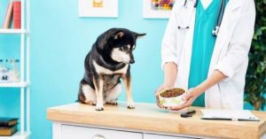 Read more about the article Top 10 Best Diabetic Dog Food Brands. (Non prescriptive)