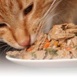 How to know if your Cat has an Allergy?