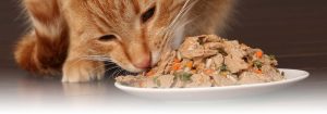 Read more about the article How to know if your Cat has an Allergy?