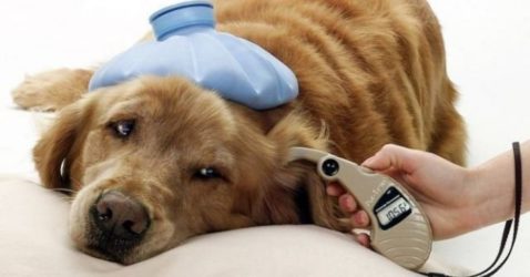 Read more about the article Diabetes in dogs: types, causes, symptoms and treatments