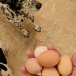 Can Dogs Eat Eggs, Egg rolls, or Egg shell?