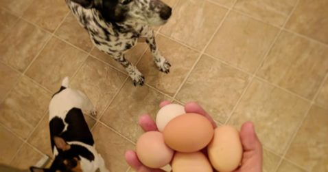 Read more about the article Can Dogs Eat Eggs, Egg rolls, or Egg shell?