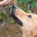 Can Dogs Eat Grapes? Human Food for Dogs