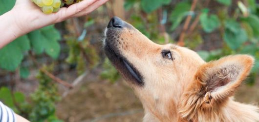 Read more about the article Can Dogs Eat Grapes? Human Food for Dogs