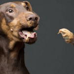 Can Dogs Eat Peanuts or Peanut Butter? Human Food For Dogs