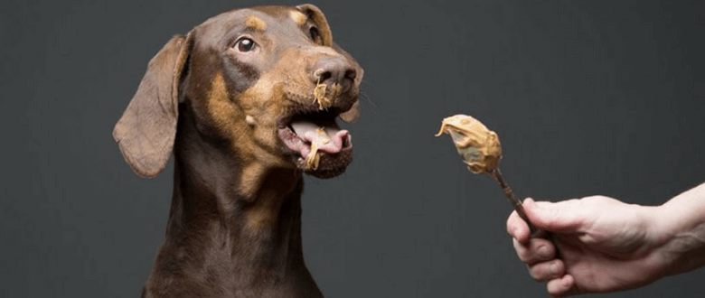 Read more about the article Can Dogs Eat Peanuts or Peanut Butter? Human Food For Dogs