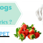 Can Dogs Eat Strawberries? Human Food for Dogs