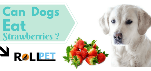 Read more about the article Can Dogs Eat Strawberries? Human Food for Dogs