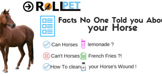 Read more about the article Facts No One Told you About your Horse!