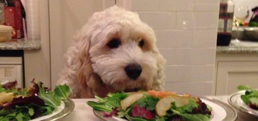 Read more about the article Can Dogs Eat Cheese? Human Food for Dogs