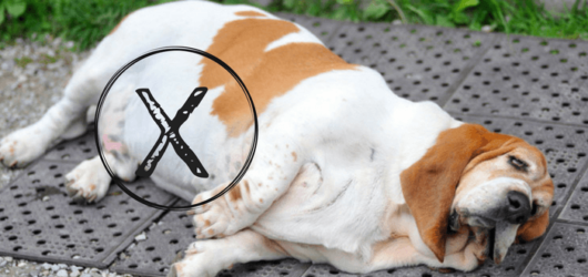 Read more about the article Helping Overweight Dogs Lose Weight!