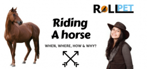 Read more about the article Riding a horse. Where, Why and How?