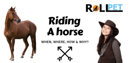 You are currently viewing Riding a horse. Where, Why and How?