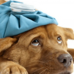 How to Know that Your dog is sick? 7 sick dog symptoms