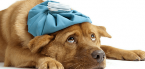 Read more about the article How to Know that Your dog is sick? 7 sick dog symptoms