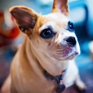 Read more about the article One specific type of music will calm an anxious dog , expert says.