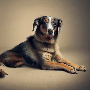 Artistic representation for One specific type of music will calm an anxious dog , expert says.