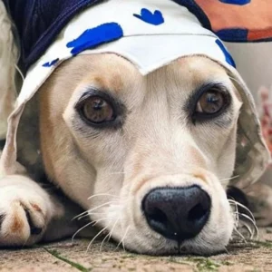 Read more about the article Furry Friends Feature : 137 Homeless Pets Receive Second Chances | Williamsburg Yorktown Daily News


##  
**This is a sample text to help you understand what I’m looking