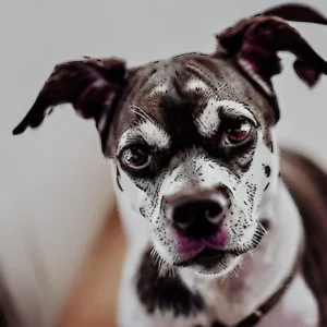 Read more about the article What to know about estate planning for your pet?