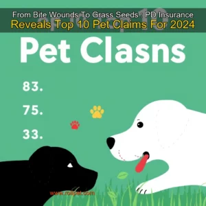 Artistic representation for From Bite Wounds To Grass Seeds : PD Insurance Reveals Top 10 Pet Claims For 2024