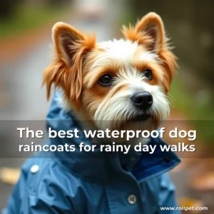 Artistic representation for The best waterproof dog raincoats for rainy day walks