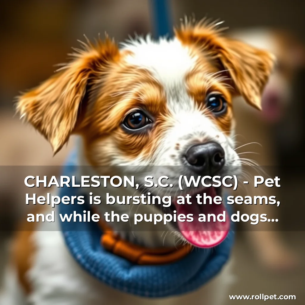 You are currently viewing CHARLESTON, S.C. (WCSC) – Pet Helpers is bursting at the seams, and while the puppies and dogs may be adorable, the shelter is facing a serious crisis.