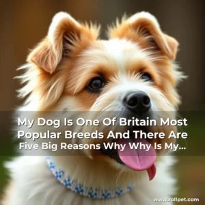 Artistic representation for My Dog Is One Of Britain Most Popular Breeds And There Are Five Big Reasons Why Why Is My Dog So Popular? 1.
